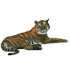 Laying Tiger vector image