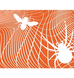 Spider and fly vector image