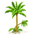 Palm trees with coconut fruits vector image