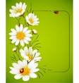 Chamomile frame vector image