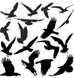 Birds vector image
