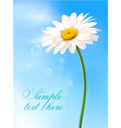Beautiful daisy card vector image