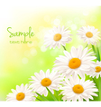 Beautiful daisies background vector image
