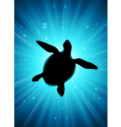 Turtle vector image