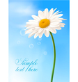 Beautiful white daisy vector image
