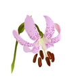 Pink lily vector image