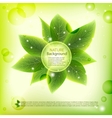 Fresh green leaves background vector image