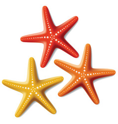 Starfishes vector image