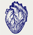 Human Heart vector image