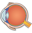 Human Eye Cross Section vector image