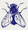 Black flies vector image