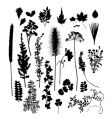 Botanical silhouettes vector image