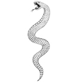 Snake vector image