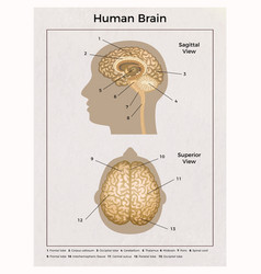 Brain anatomy color scheme Royalty Free Vector Image