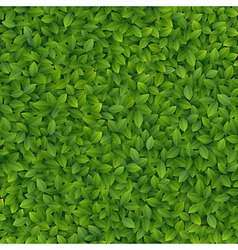 Foliage vector image