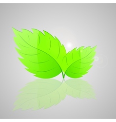 Fresh green leaves vector image