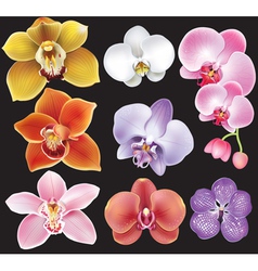 Collection of orchid flower vector image