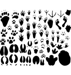Animal tracks Animal tracks vector image