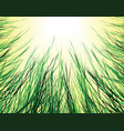 Sungrass vector image