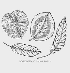 Engraved hand drawn tropical or exotic leaves vector image