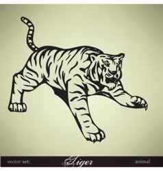 Wild tiger vector image