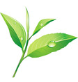 Vector green tea vector image