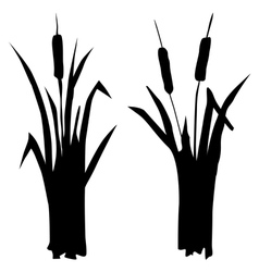 Reed bullrushes and grass Royalty Free Vector Image