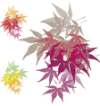 Maple leaves vector image