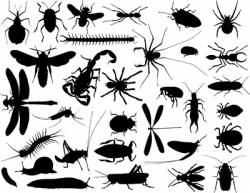 Bug outlines vector image
