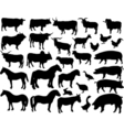 Livestock vector image