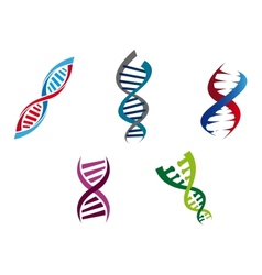 Colourful DNA strands Colourful DNA strands vector image