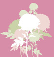 Peon flowers vector image