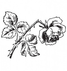Antique rose engraving vector image