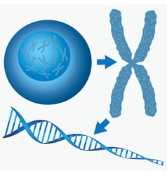 From cell to DNA vector image