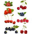 Big group of fresh berries and cherries vector image
