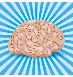 Healthy brain on a blue background with lines vector image