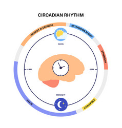 Sleep wake cycle Royalty Free Vector Image - VectorStock
