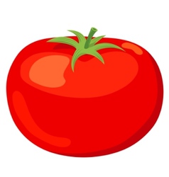 Tomato vector image