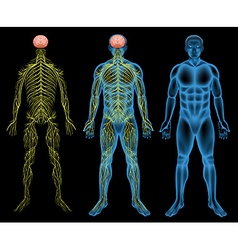 Male nervous system vector image