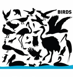 Birds vector image