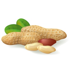Peanut fruit vector image