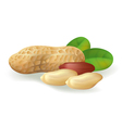 Peanut fruit vector image
