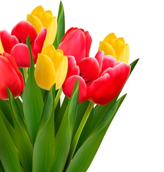 Bouquet with red and yellow flowers in white vector image