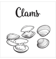 Raw clams isolated on white background vector image