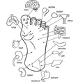Acupuncture points on foots vector image