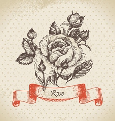 Rose hand drawn vintage design vector image