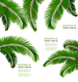 Palm leaves vector image