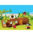 Ladybugs vector image