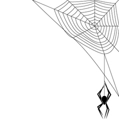 Spider Spider vector image