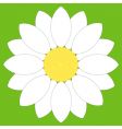 White flower vector image